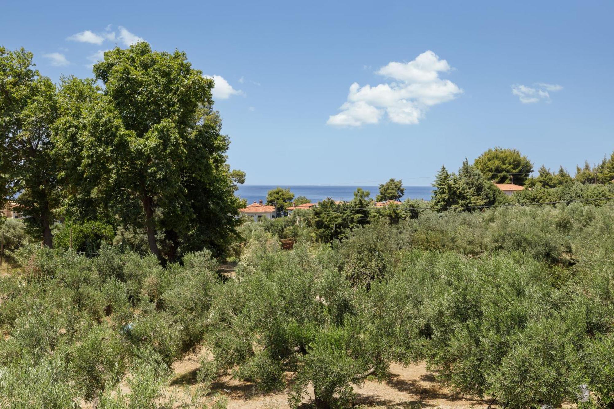Olea Villas By Halu!, Cozy Villa In Nikiti Lagomandra Exterior foto